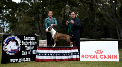 Opp Sex Aust Bred In Show - Ch. Rizenstar A Devil Of My Word